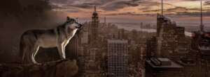 CityWolf