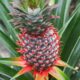 A ParticularPineapple